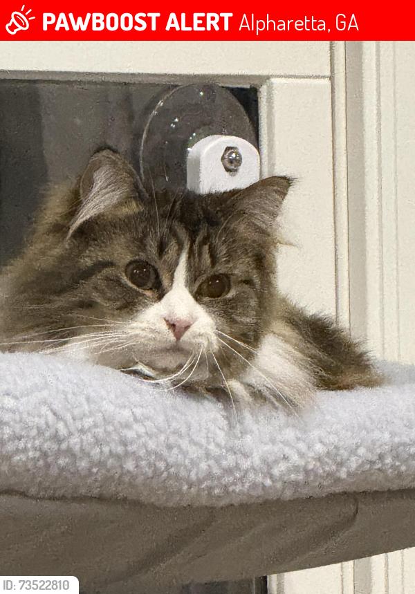 Lost Female Cat last seen Buice rd, spruill rd, Alpharetta, GA 30022