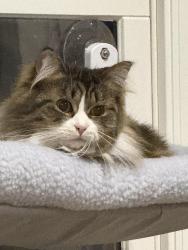 Lost Female Cat last seen Buice rd, spruill rd, Alpharetta, GA 30022