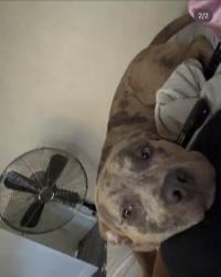 Lost Male Dog last seen Lawrence st, Denver, CO 80205