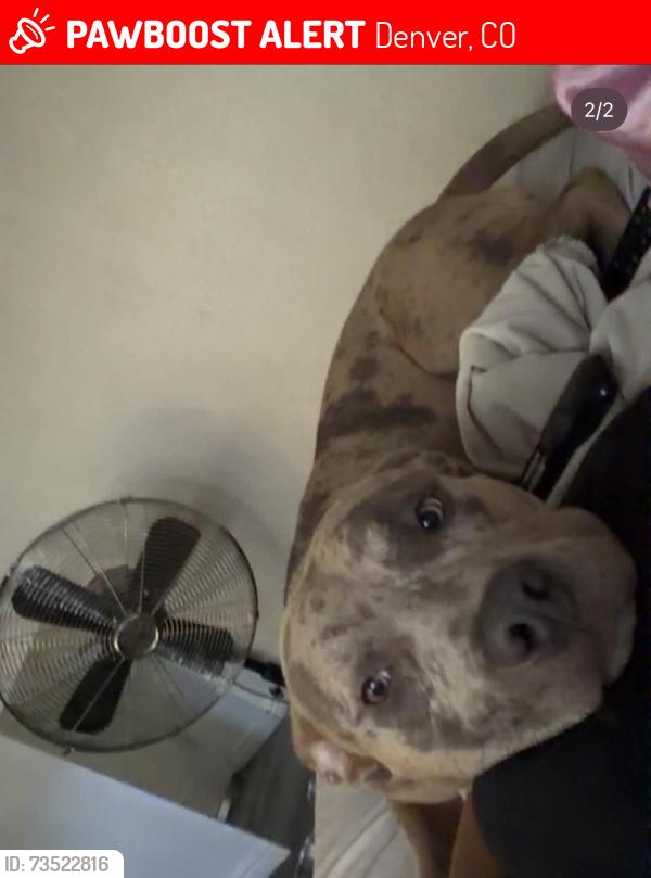 Lost Male Dog last seen Lawrence st, Denver, CO 80205