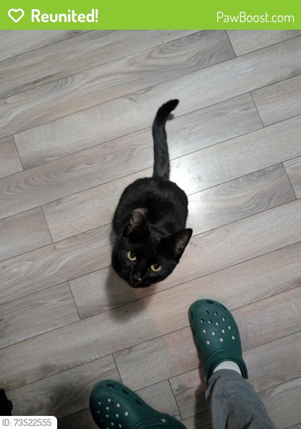 Reunited Female Cat last seen Lakeview, Colonial Heights, VA 23834