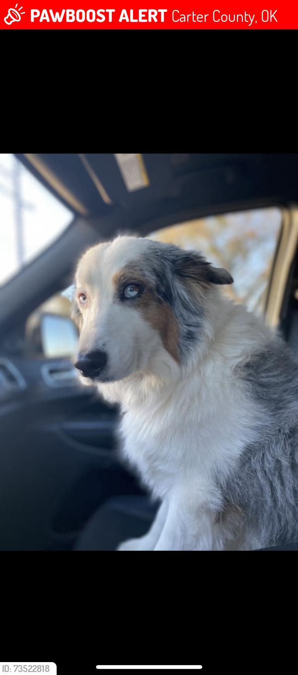 Lost Female Dog last seen Wingate Rd, Carter County, OK 73438