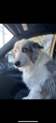 Lost Female Dog last seen Wingate Rd, Carter County, OK 73438