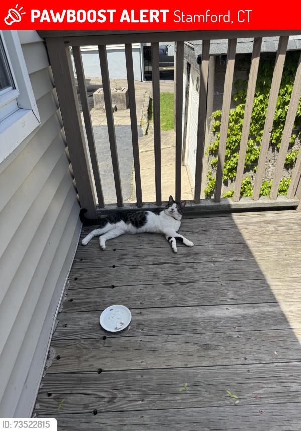 Lost Male Cat last seen Dean St, Charles St, Stamford, CT 06902