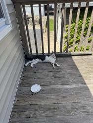 Lost Male Cat last seen Dean St, Charles St, Stamford, CT 06902