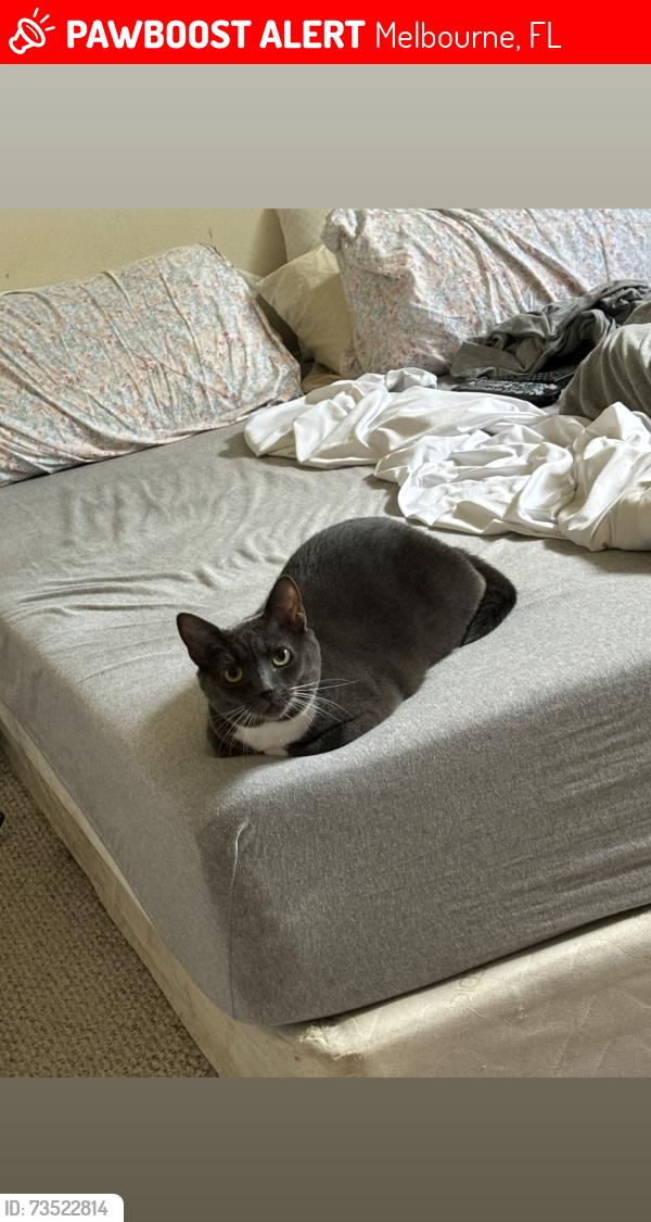 Lost Female Cat last seen Palm Bay road in the parking lot of Hampton by Hilton hotel, Melbourne, FL 32904