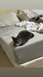 Lost Female Cat last seen Palm Bay road in the parking lot of Hampton by Hilton hotel, Melbourne, FL 32904