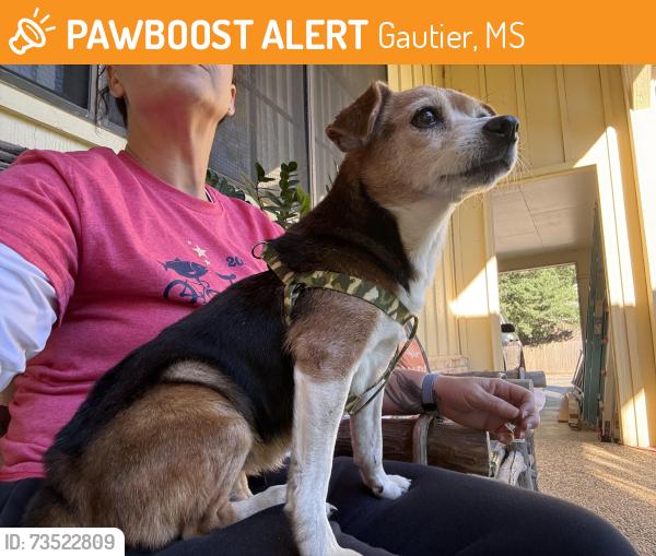 Found/Stray Female Dog last seen Hickory Hills Golf Course, Gautier, MS 39553