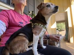Found/Stray Female Dog last seen Hickory Hills Golf Course, Gautier, MS 39553