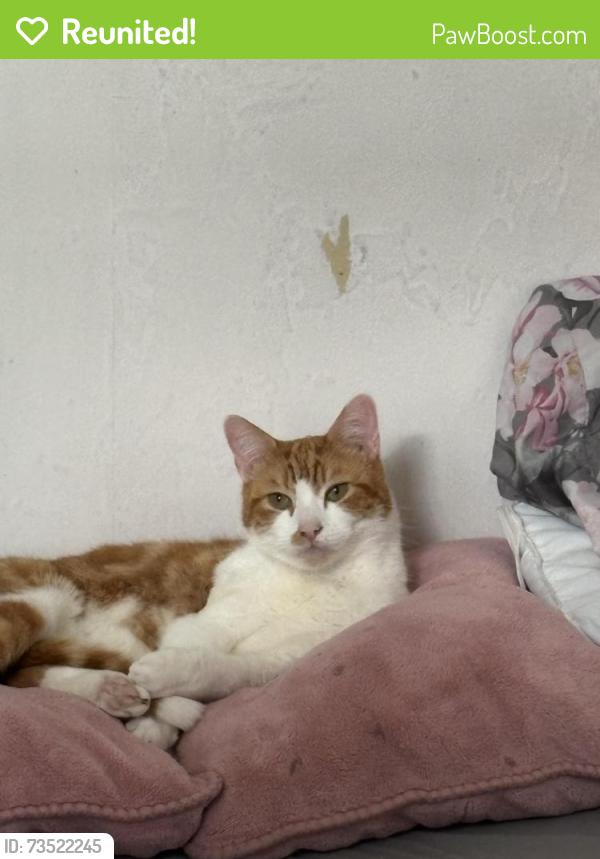 Reunited Male Cat last seen Belgrave rd, Leicester, England 