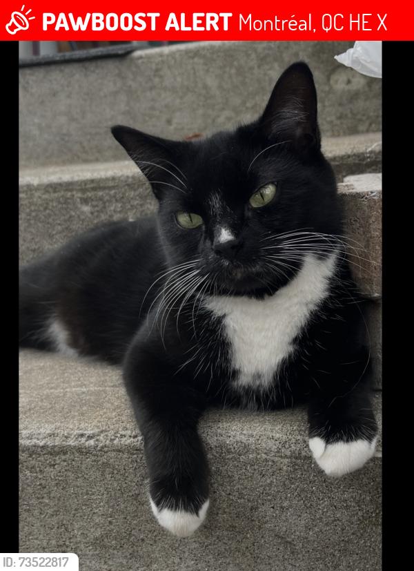 Lost Female Cat last seen Hurteau & Jacques Hertel, parc des Metalos, VILLE EMARD, Montréal, QC H4E 2X2