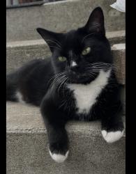Lost Female Cat last seen Hurteau & Jacques Hertel, parc des Metalos, VILLE EMARD, Montréal, QC H4E 2X2