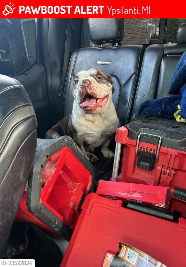 Lost Female Dog last seen Foley and harris rd, Ypsilanti, MI 48198
