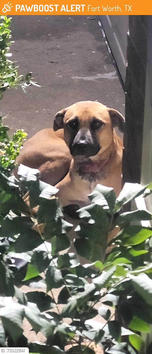 Found/Stray Unknown Dog last seen Sheridian, Fort Worth, TX 76134