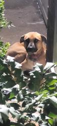 Found/Stray Unknown Dog last seen Sheridian, Fort Worth, TX 76134