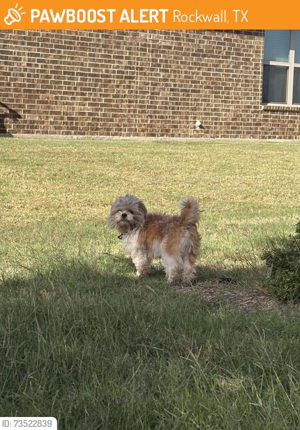 Found/Stray Male Dog last seen Sunnyvale dr at petulma, Rockwall, TX 75087