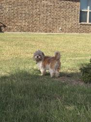 Found/Stray Male Dog last seen Sunnyvale dr at petulma, Rockwall, TX 75087