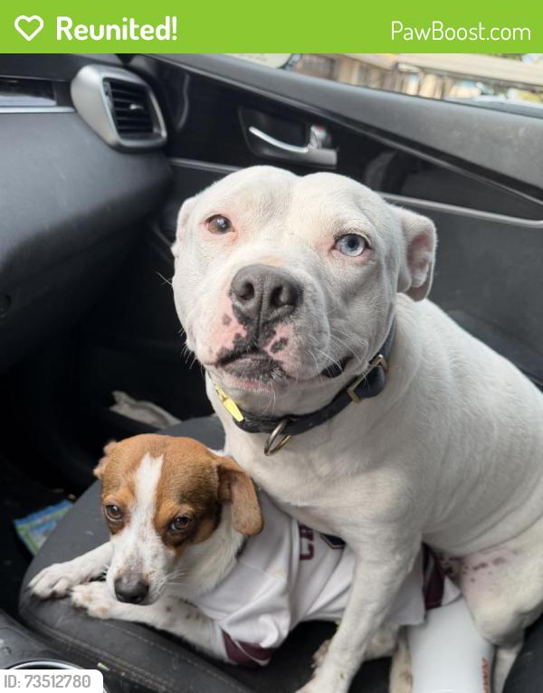 Reunited Female Dog last seen Kingsway Rd, Brandon, FL, USA, Brandon, FL 33510