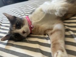 Lost Female Cat last seen Modesto / home avenue, San Diego, CA 92105