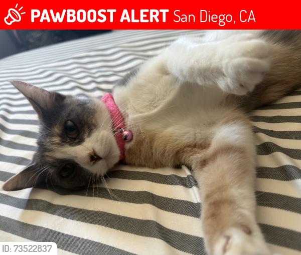 Lost Female Cat last seen Modesto / home avenue, San Diego, CA 92105