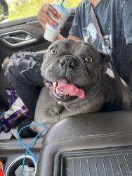 Reunited Male Dog last seen Southlea dr Winterville nc, Greenville, NC 28590