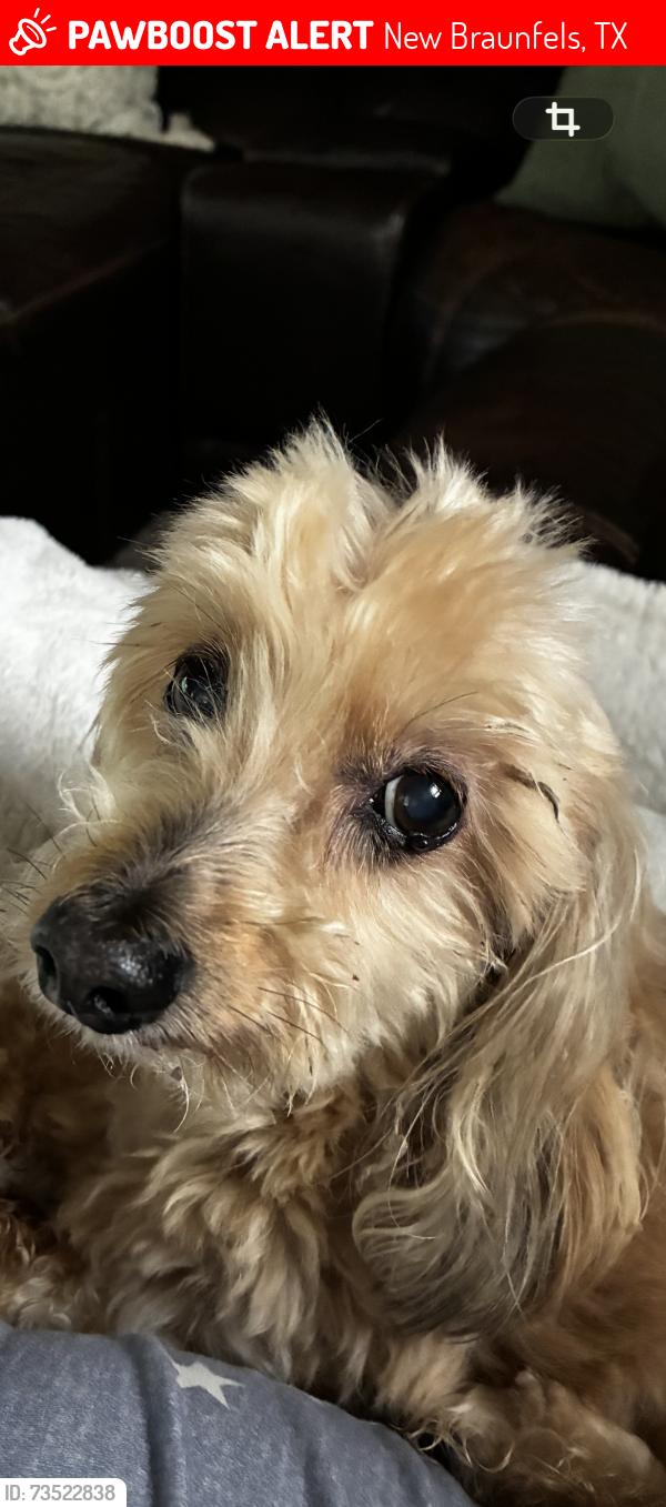 Lost Male Dog last seen Old McQueeny Rd, New Braunfels, TX 78130