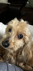 Lost Male Dog last seen Old McQueeny Rd, New Braunfels, TX 78130