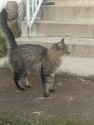 Reunited Unknown Cat last seen Near S Dale Court, Englewood, Englewood, CO 80110