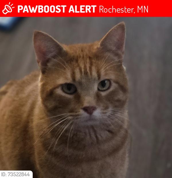 Lost Male Cat last seen Near Oasis Church, Rochester, MN 55901