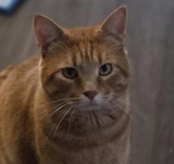 Lost Male Cat last seen Near Oasis Church, Rochester, MN 55901