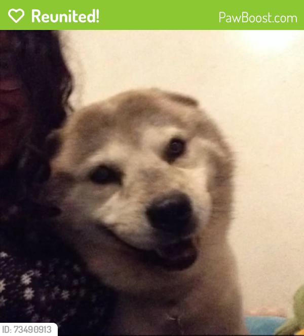 Reunited Male Dog last seen Richmond, cass, Westmont, IL 60559