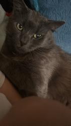 Reunited Male Cat last seen Alleyway or front yards hiding, Oxnard, CA 93033