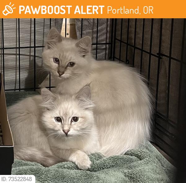 Found/Stray Female Cat last seen South of NE Sandy blvd and 152nd, Portland, OR 97230
