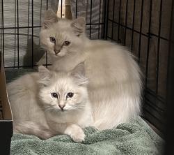 Found/Stray Female Cat last seen South of NE Sandy blvd and 152nd, Portland, OR 97230
