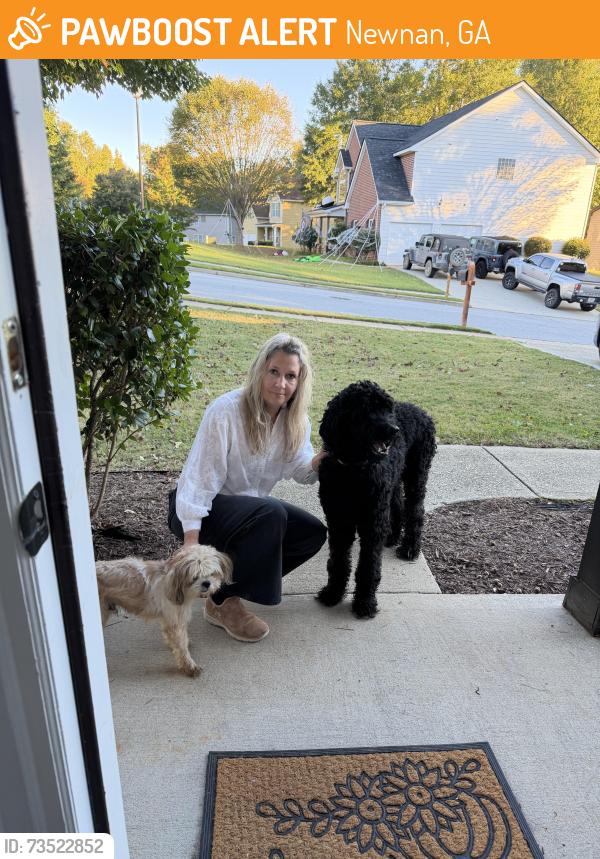 Found/Stray Male Dog last seen Briandwood dr, Newnan, GA 30265