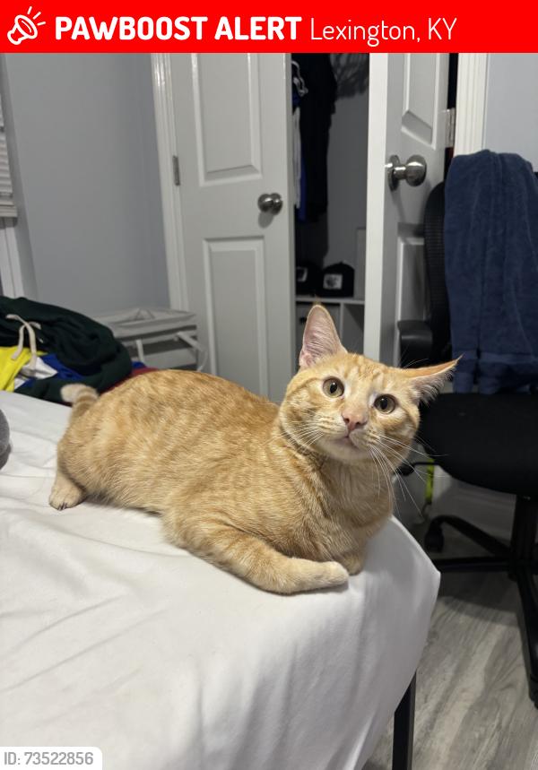 Lost Male Cat last seen Winburn drive, Lexington, KY 40511