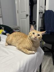 Lost Male Cat last seen Winburn drive, Lexington, KY 40511