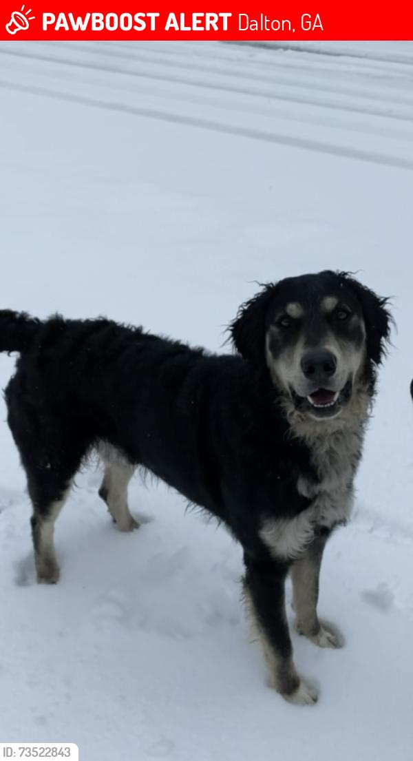 Lost Male Dog last seen Spivey Rugs S Dixie Hwy, Dalton, GA 30720