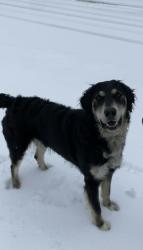 Lost Male Dog last seen Spivey Rugs S Dixie Hwy, Dalton, GA 30720