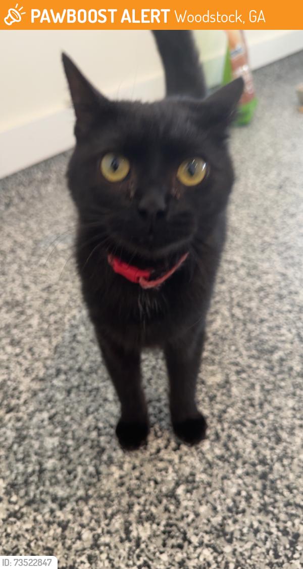 Found/Stray Female Cat last seen Vista Ridge, Woodstock, GA 30188