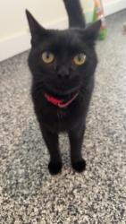 Found/Stray Female Cat last seen Vista Ridge, Woodstock, GA 30188