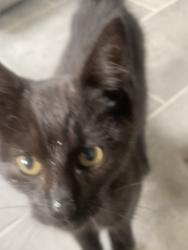 Found/Stray Male Cat last seen Wandlebury country park, Babraham, England CB22 3AE