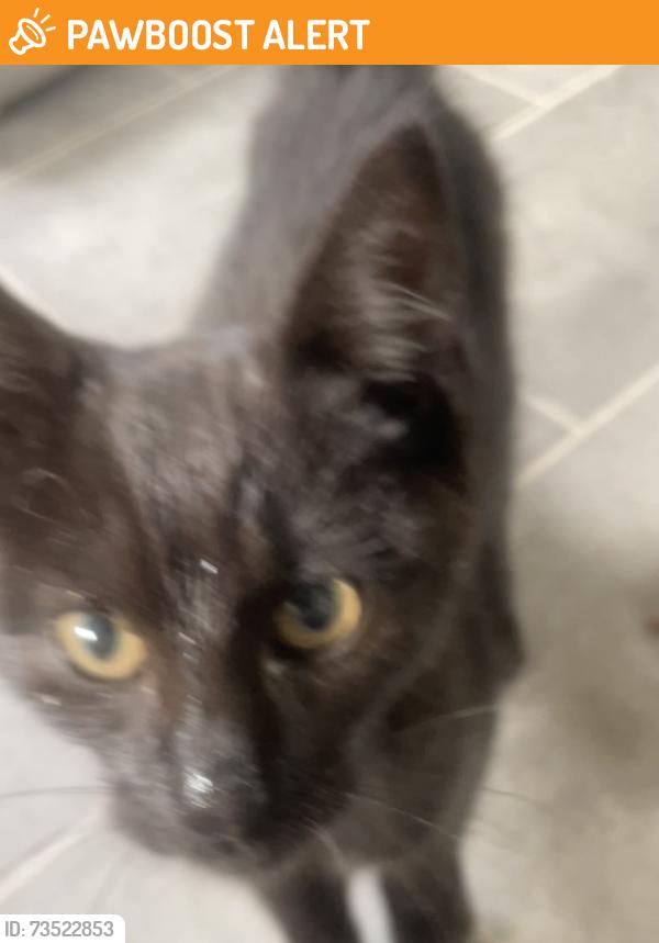 Found/Stray Male Cat last seen Wandlebury country park, Babraham, England CB22 3AE