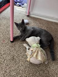Lost Female Cat last seen La Pradero street, San Antonio, TX 78233