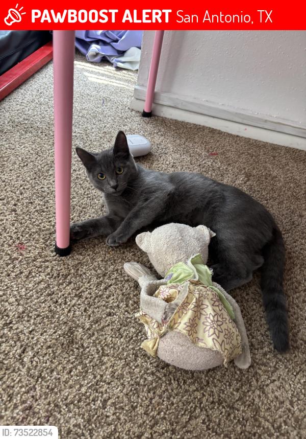Lost Female Cat last seen La Pradero street, San Antonio, TX 78233