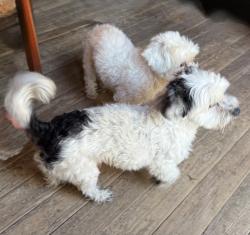 Reunited Male Dog last seen 4th Street, Pflugerville, TX 78660