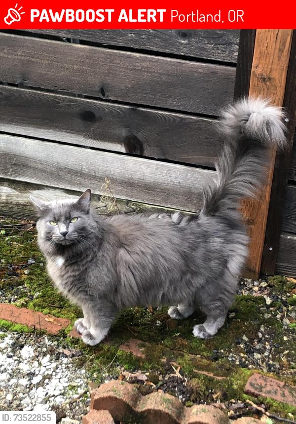 Lost Male Cat last seen NE Sacramento St., Portland, OR 97220