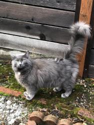 Lost Male Cat last seen NE Sacramento St., Portland, OR 97220