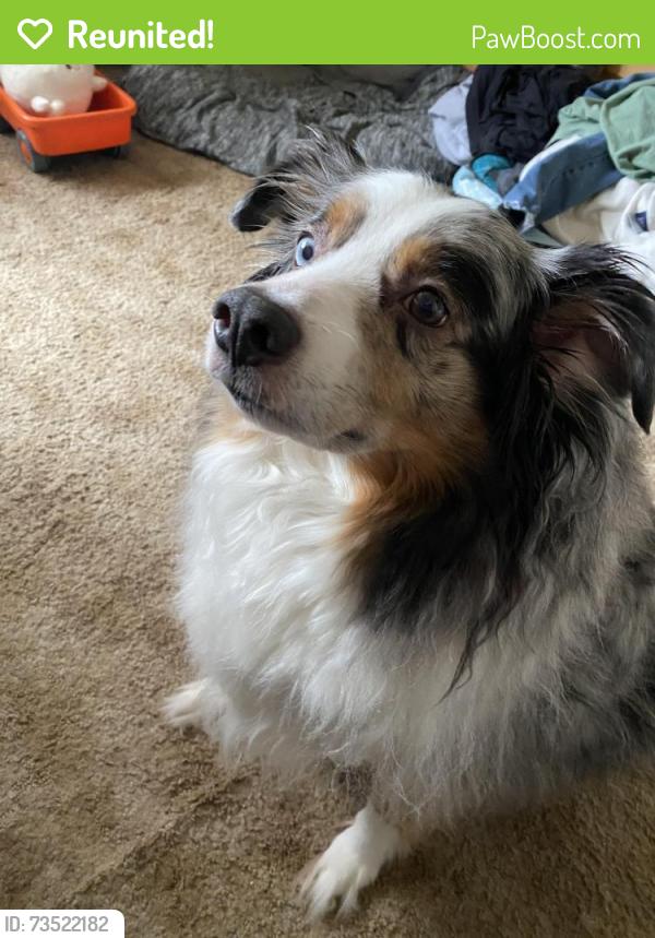 Reunited Male Dog last seen Last seen on Braverman dr, Santee, CA 92071
