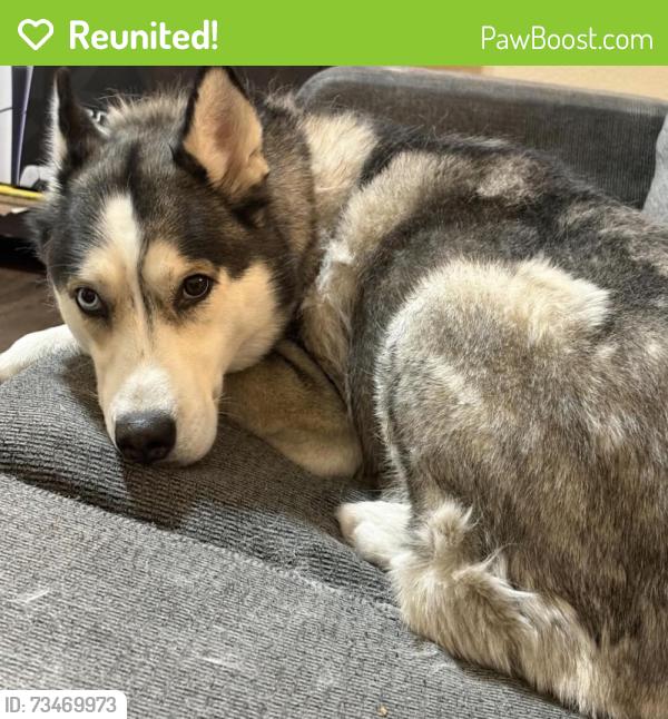 Reunited Female Dog last seen Fairview Dr near Sissom Rd, Killeen, TX 76541